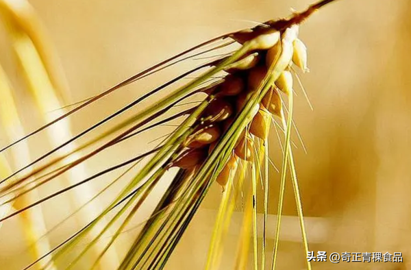 青稞的常见品种有哪些? - 知乎