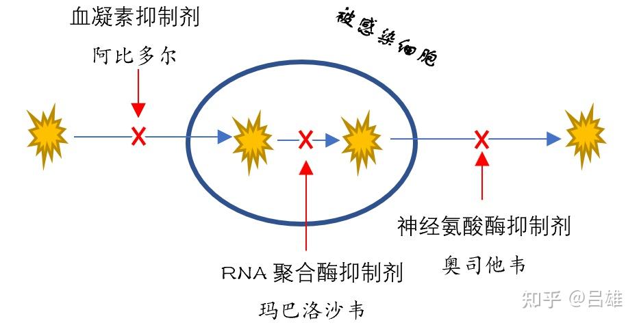 二,適用年齡國內批准的適應症:(1)既往健康的成人和≥5歲兒童單純性