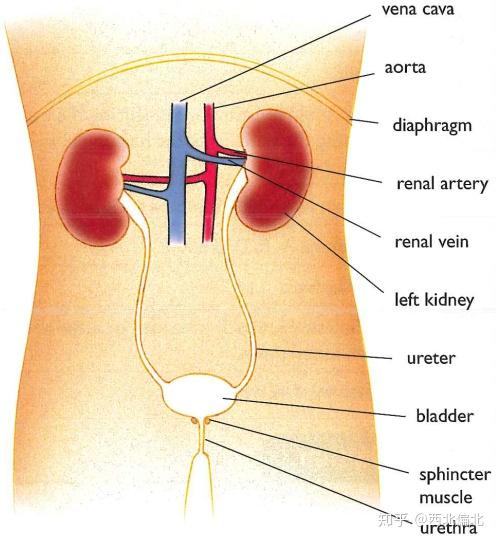 12.2 excretory system12.1.