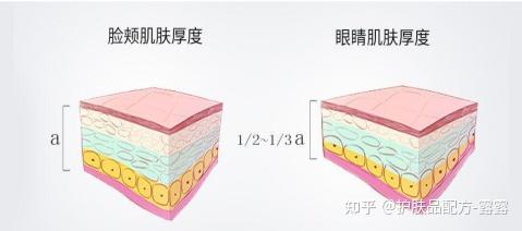 因为眼部皮肤结构比较特殊,虽然都长在一张脸上但与脸部其他部位皮肤
