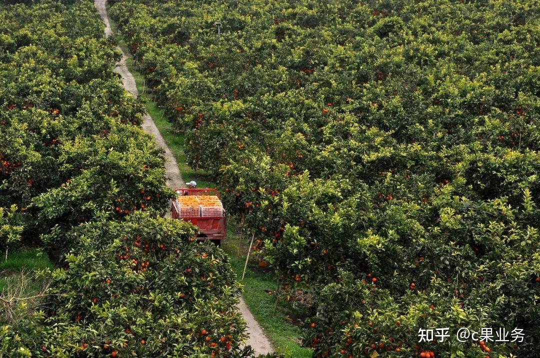 重庆万州血橙产地图片
