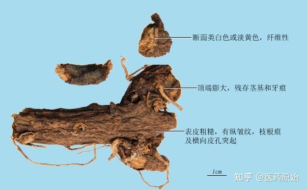 带你识别红大戟