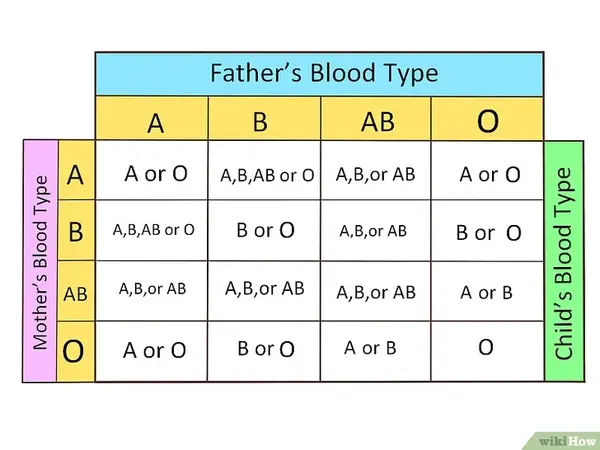 Can 2 O Positive Parents Have A B Negative Child