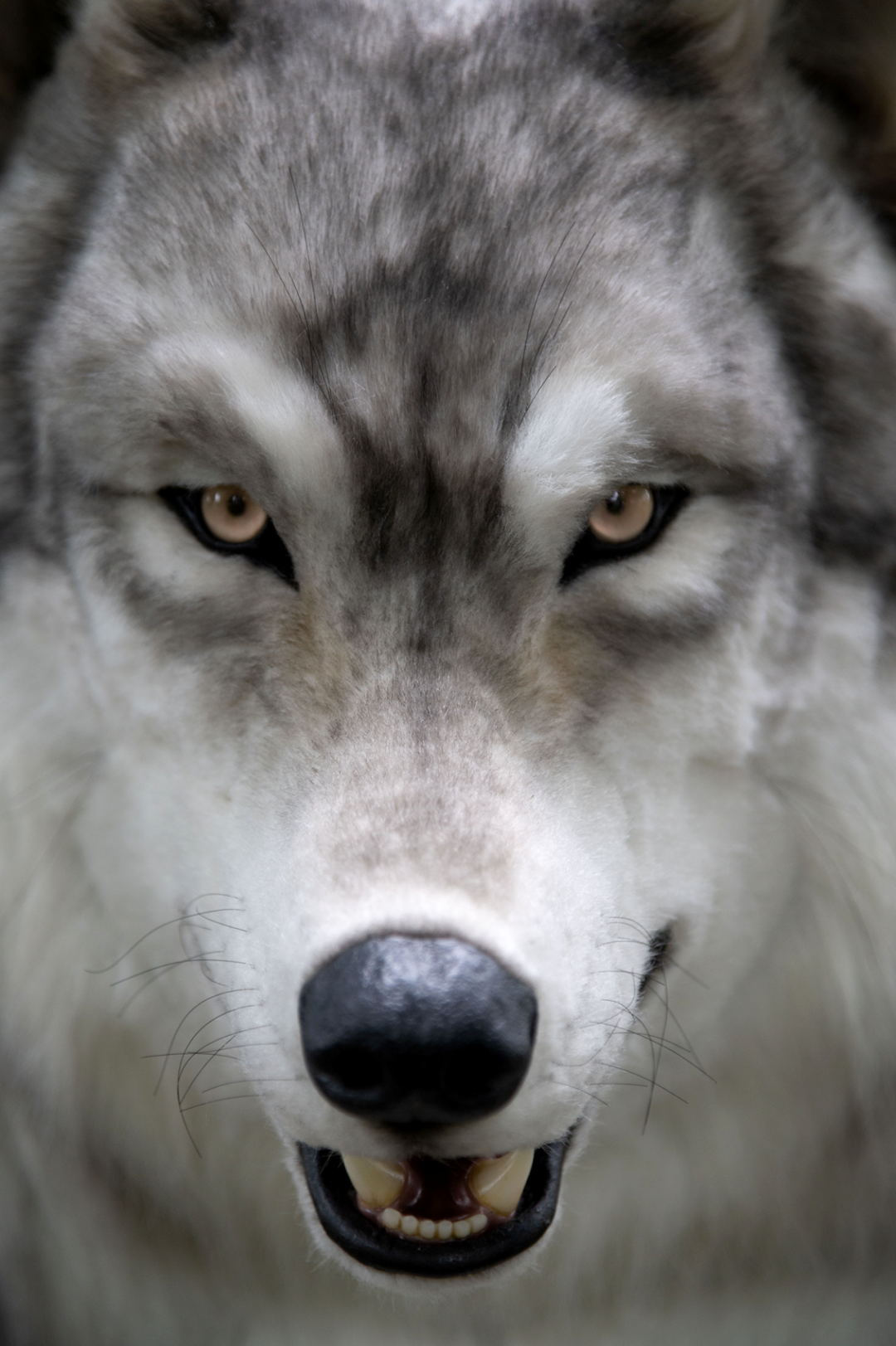 1080_1623竖版 竖屏