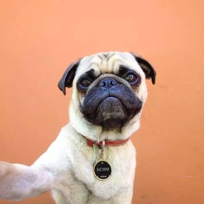 爱自拍的汪星人谁说建国后动物不能成精