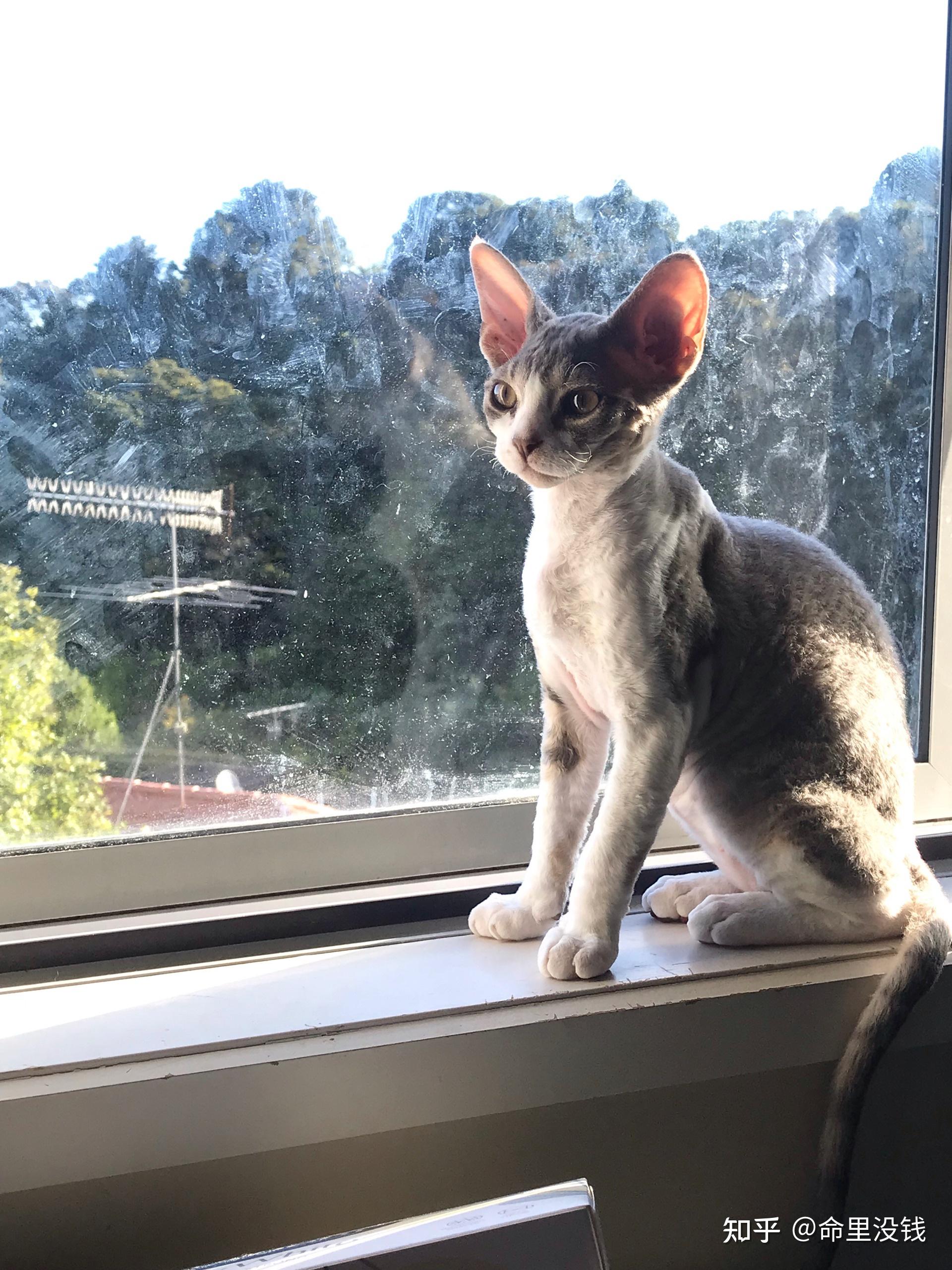 你们为什么买德文卷毛猫?