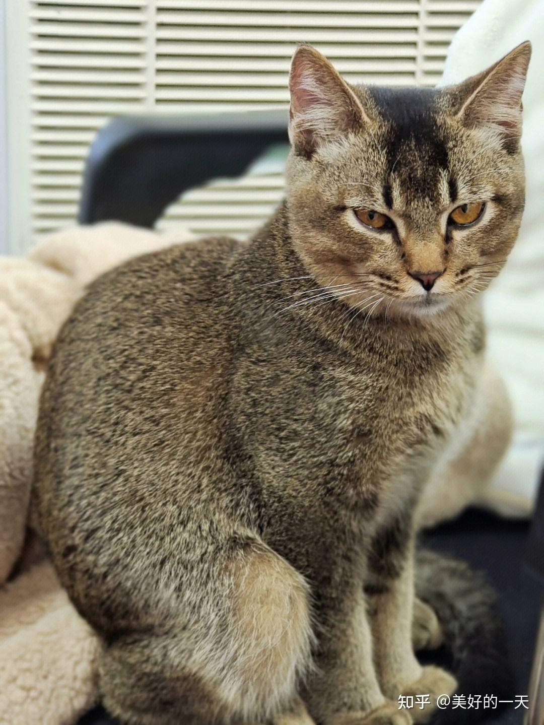 原来“雀猫”才是中华神猫,这几点太优秀了,不愧是猫界大哥