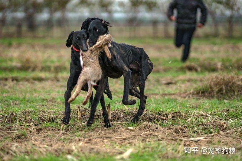 根据生长区域不同,细犬大致可以分为河北细犬,山东细犬,蒙古细犬,陕西