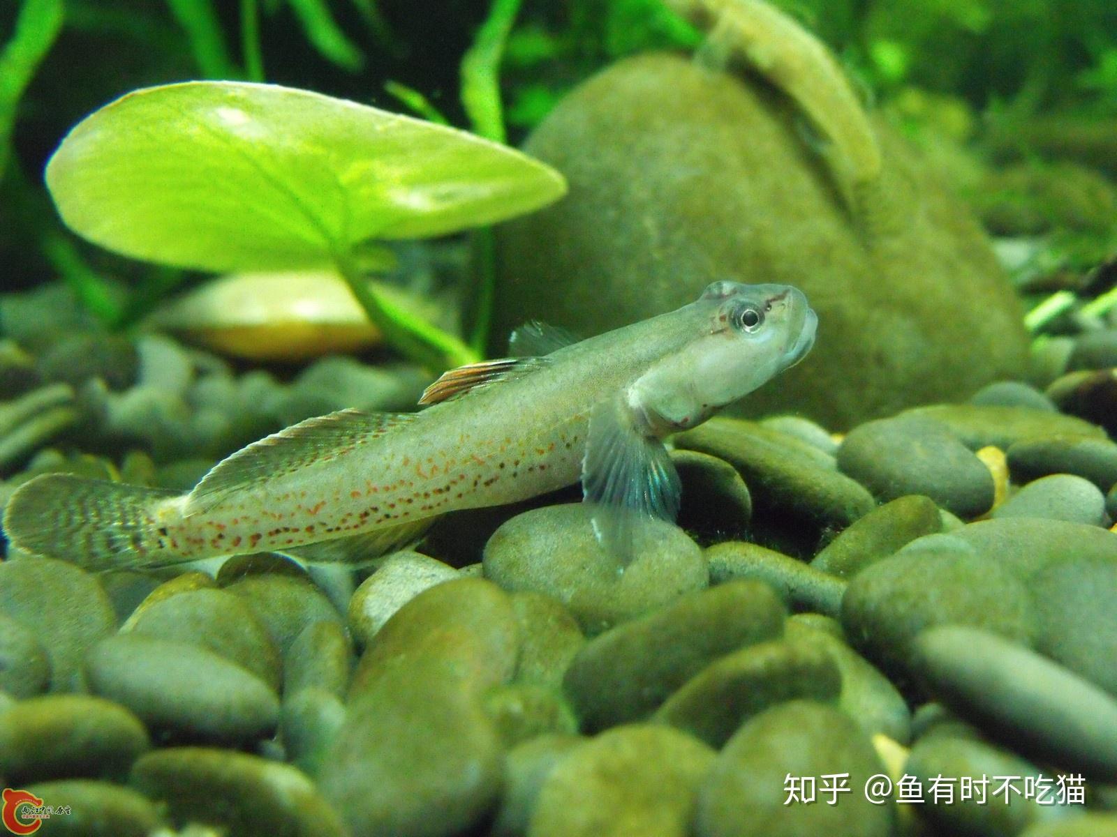 万泉河吻虾虎鱼