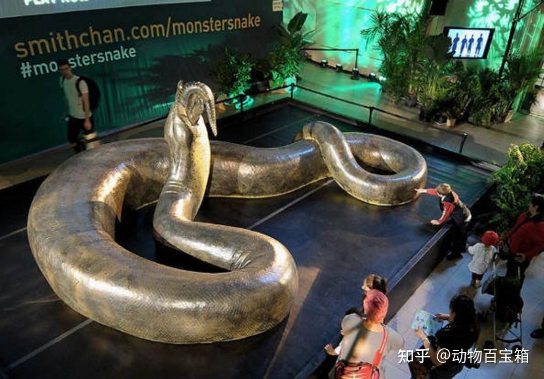 5500万年前的一次“高烧”,地球造就史书上最大蛇类:泰坦蟒! - 知乎