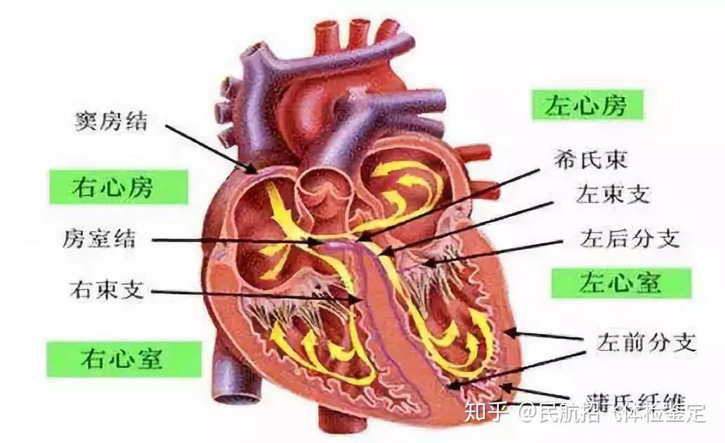 所以,窦房结是心脏的指挥官,是心脏跳动的发起点,窦房结会规律的发动