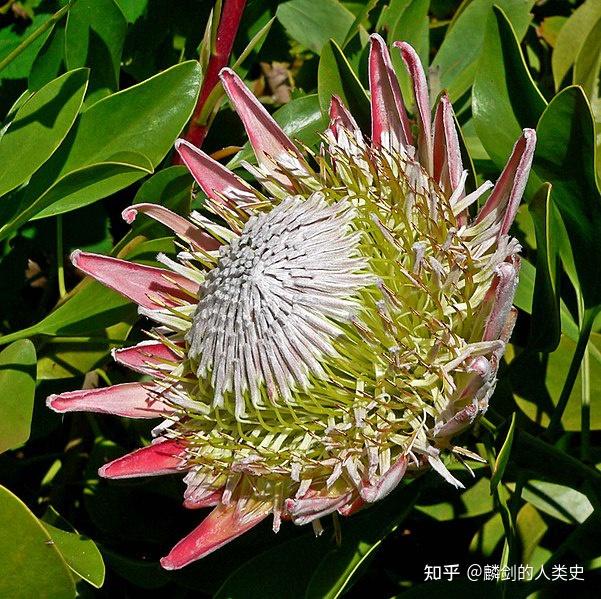 植物界全系列山龙眼目山龙眼科下帝王花