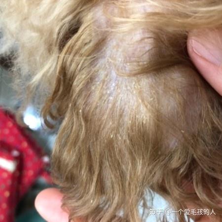 有那些症状是正常发现狗狗有库兴氏症候群,问题描述:狗库兴氏综合征