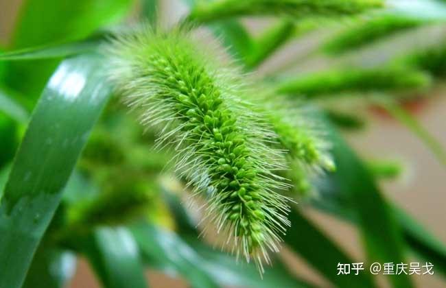 “刍狗”释义为“出穗的草”及其反驳 - 知乎