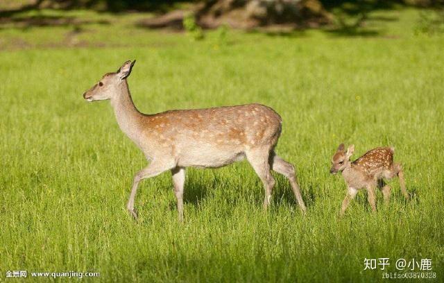 梅花鹿 - 知乎