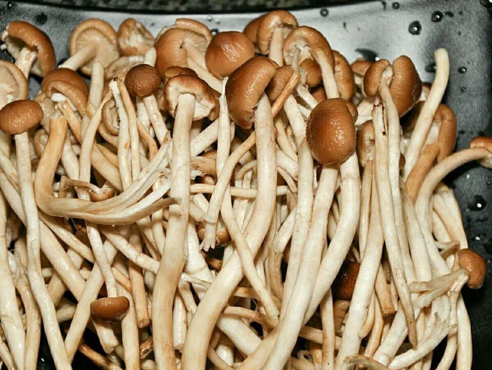 【海关归类】“菇”勇者看过来(下):你知道这些常见食用菌吗 - 知乎