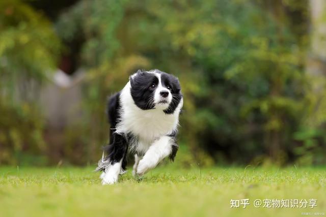 十大家养宠物犬排行榜,宠物狗排名前十! - 知乎