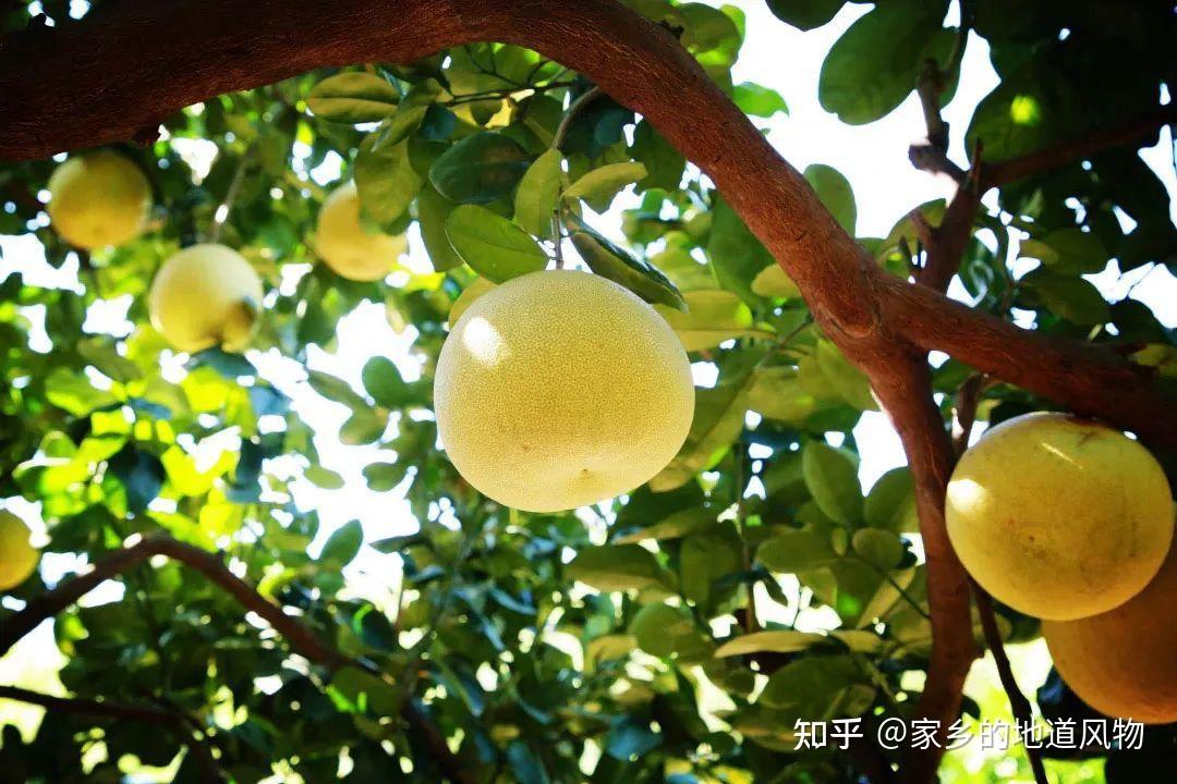 全国哪里的柚子好吃?这10个地方的柚子都很有名,你吃过几种呢 - 知乎