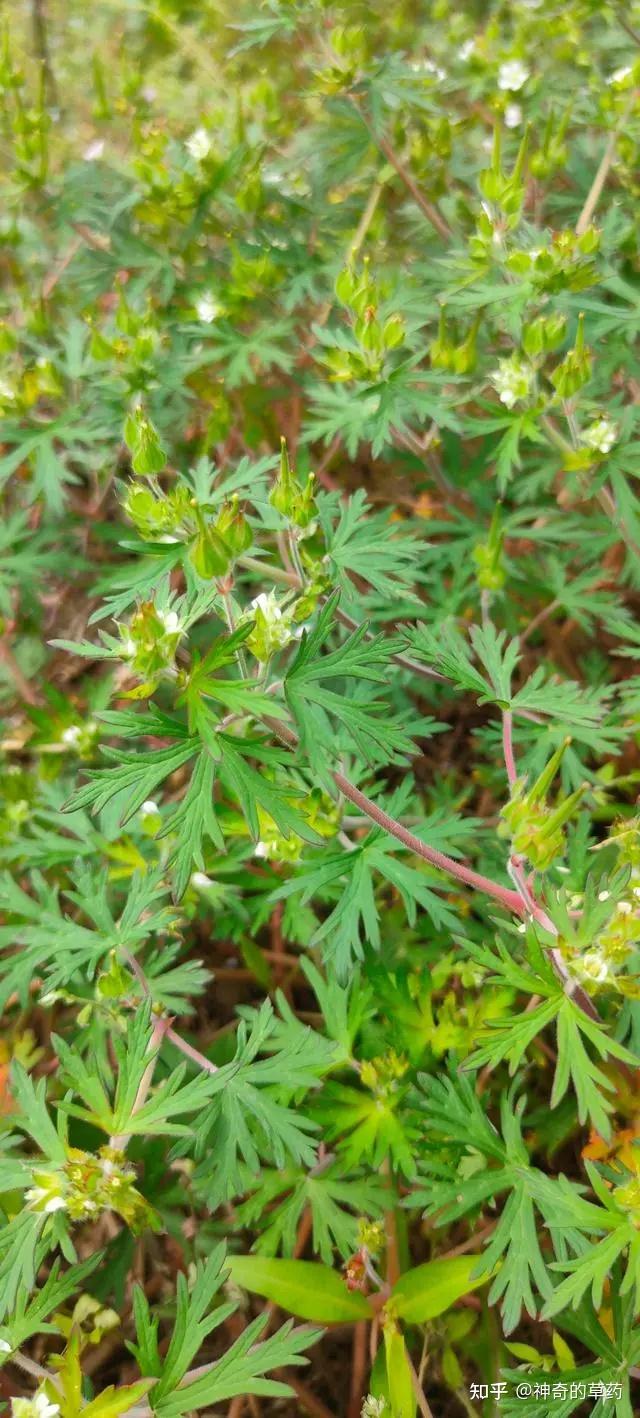 祛风草药大全图片图片