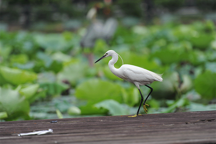 640_426gif 动态图 动图
