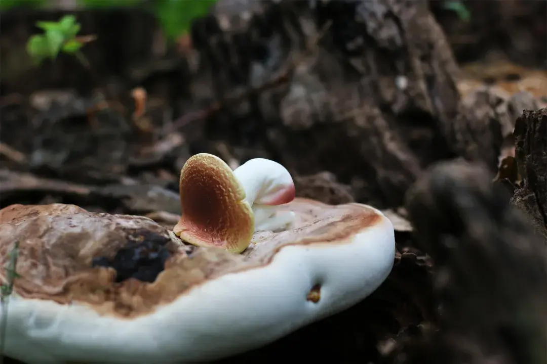 一只痛经的蘑菇图片图片