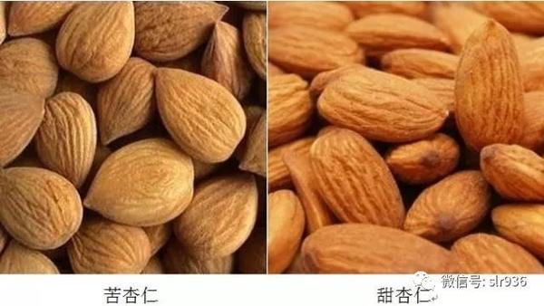 一甜一苦 南杏北杏养生大不同！ - 知乎