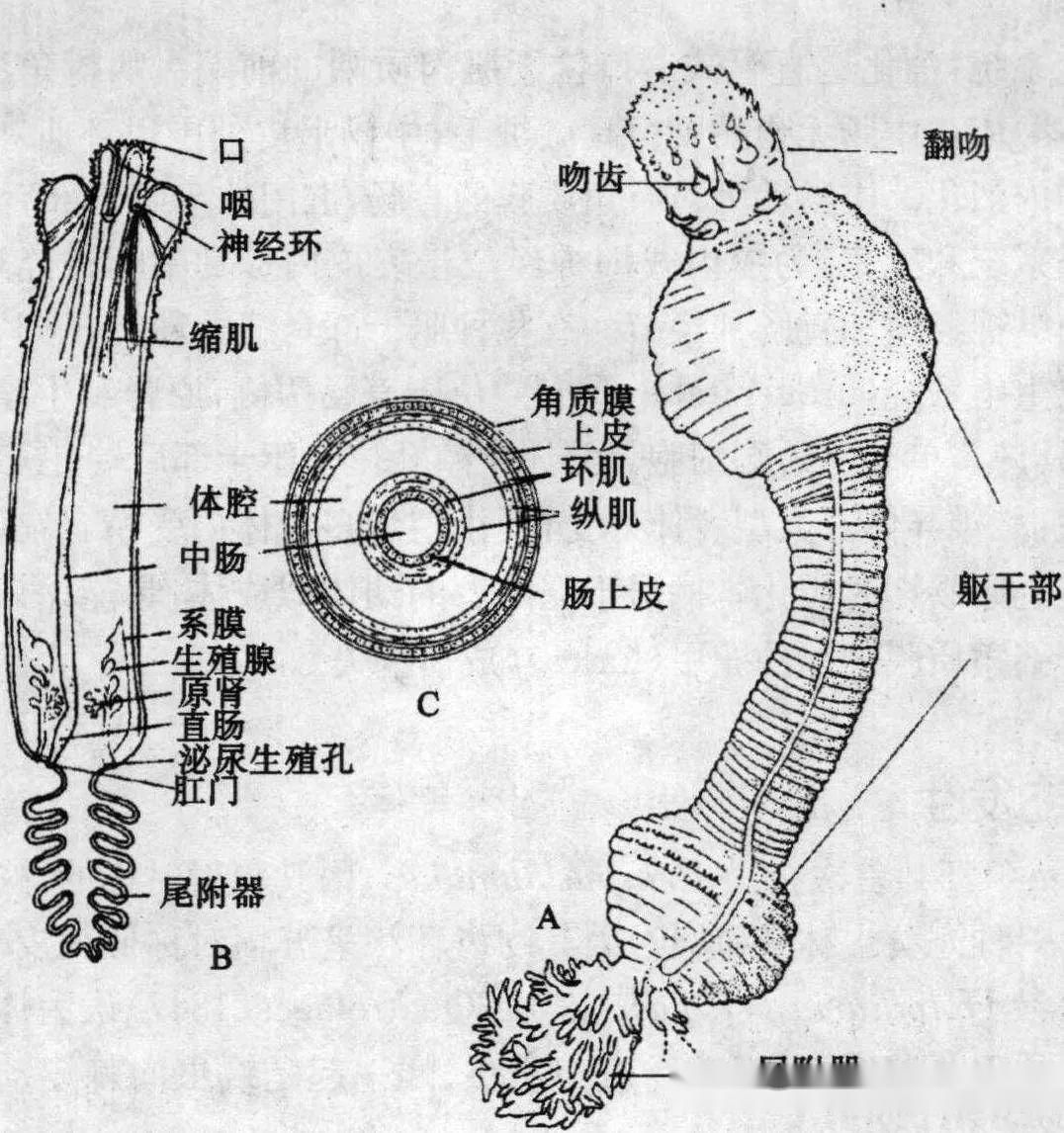 蜕皮动物总门—鳃曳动物门