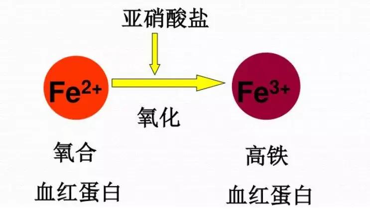 亚硝酸盐中毒机制图片