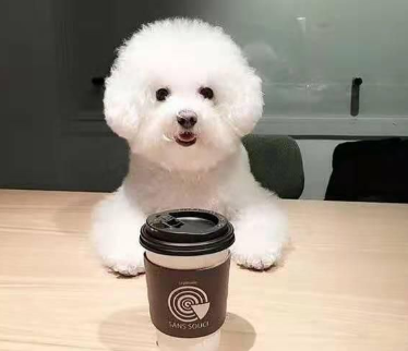 什么雷鬼乐居然能帮助狗狗放松