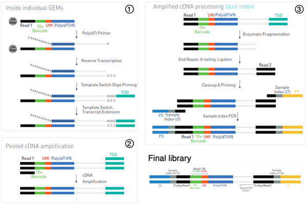  ScRNA seq 