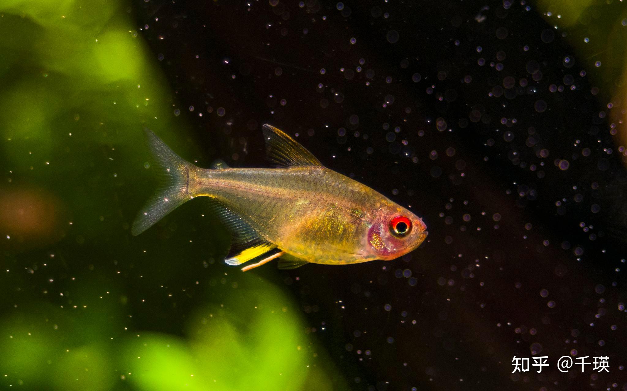 灯鱼鉴赏推荐,好看的南美小型鱼 - 知乎