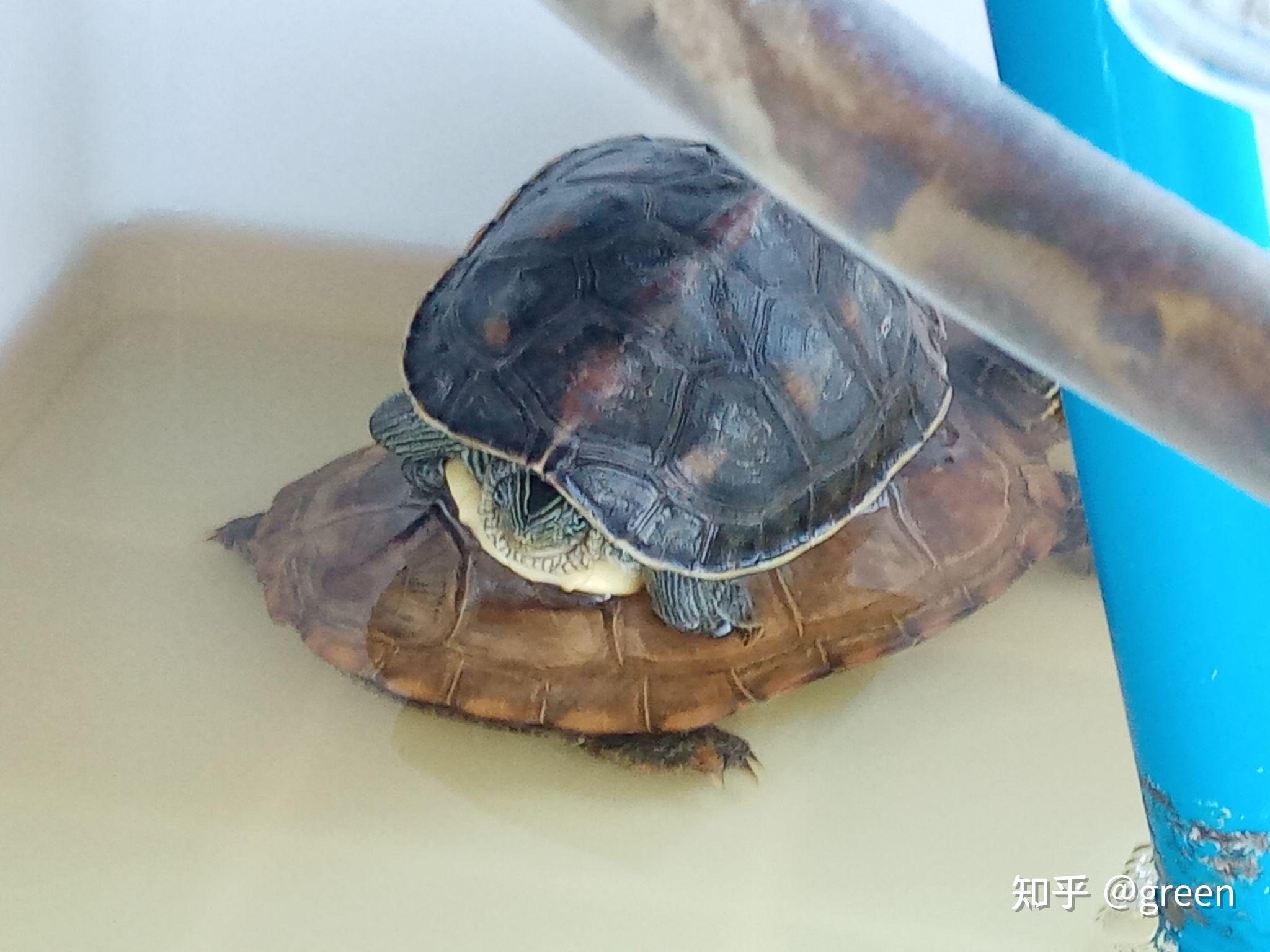 乌龟最多可以活多久?