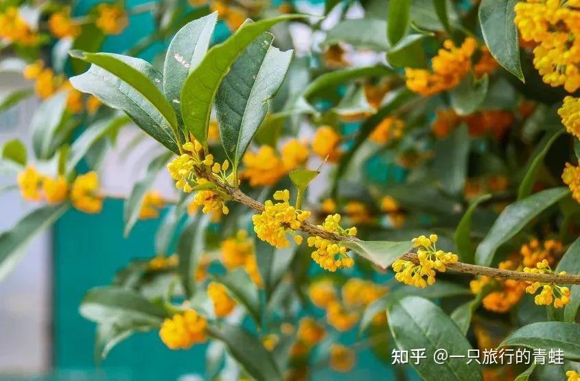 秋意浓！闻着桂花香 睡在桂香里，中惠旅石燕湖景区 - 知乎