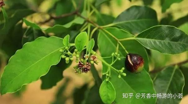 印度白檀精油与西印度檀香与澳洲檀香的区别- 知乎