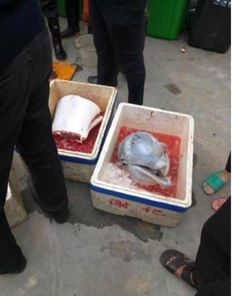 市民当街宰杀白海豚 网友:与杀熊猫同罪