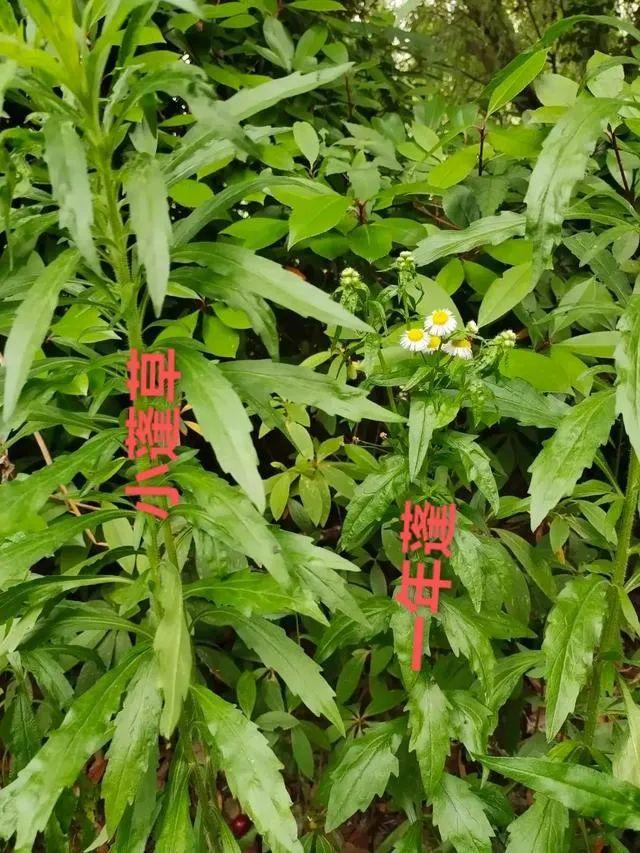 一年蓬是什么？和小飞蓬有啥区别？ 知乎 