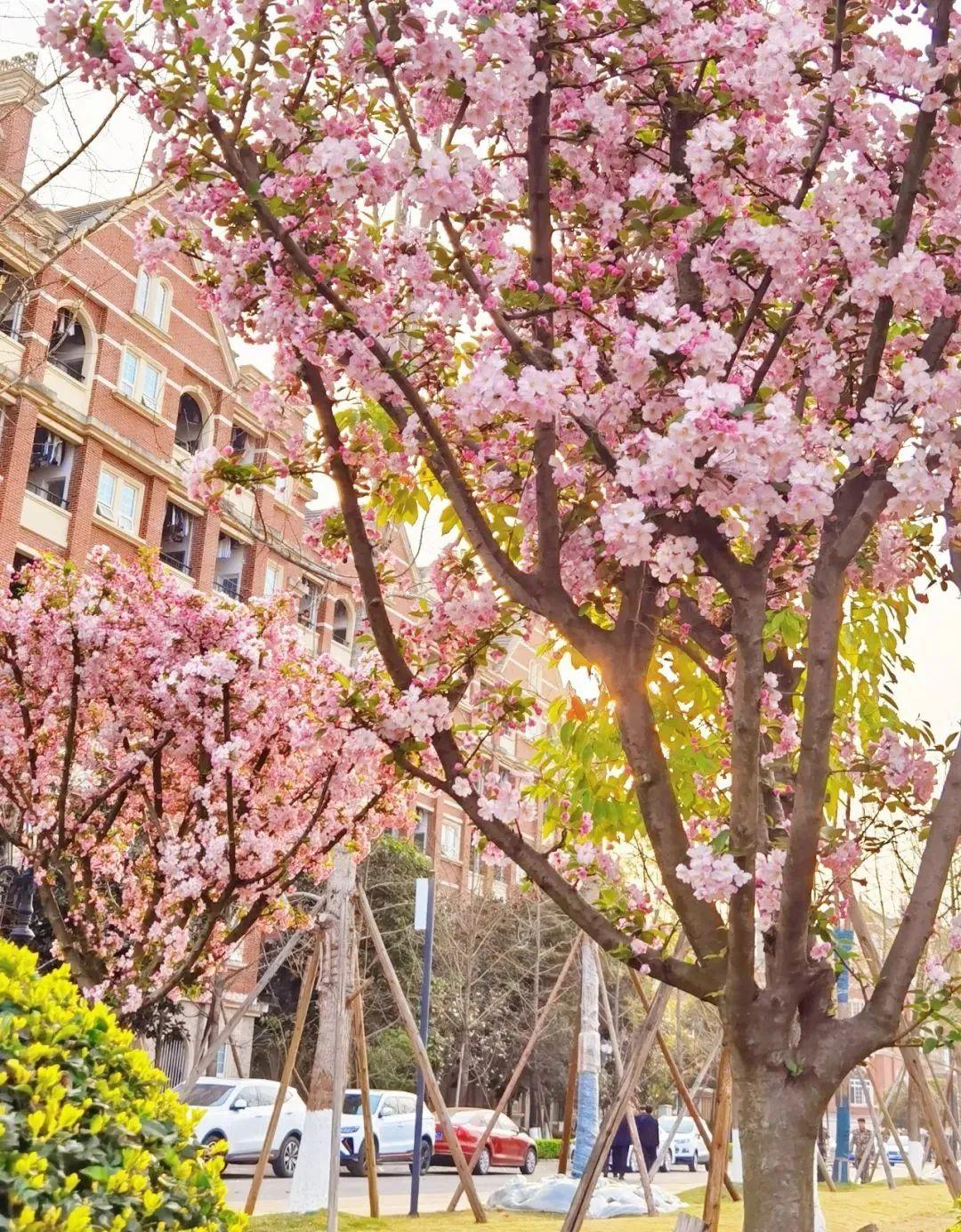 春秋與冬夏四川西南航空職業學院風景之韻:心動不已的浪漫你所期待的