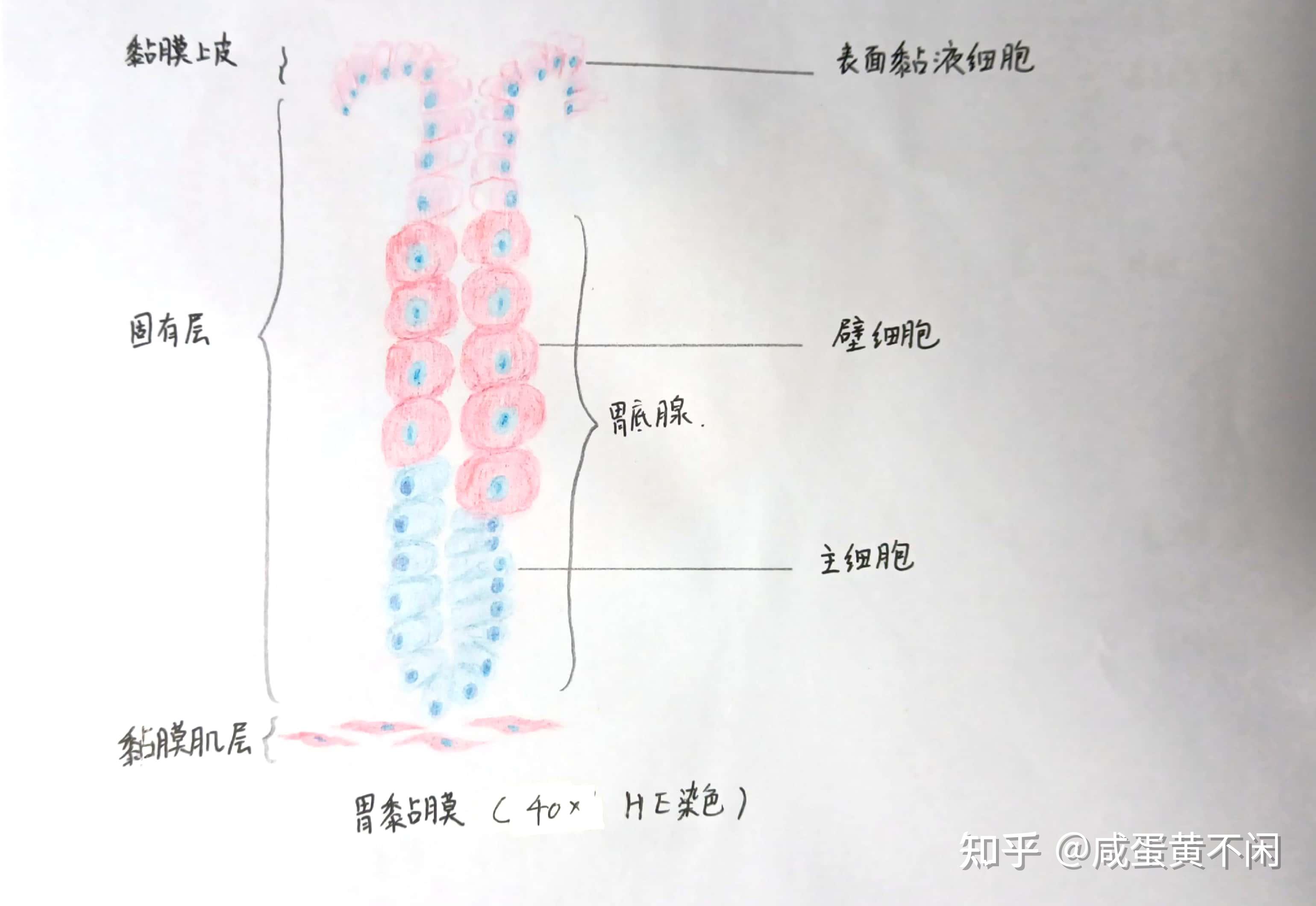 胃黏膜组胚手绘图图片