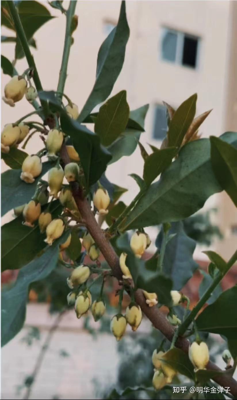 金弹子的花开了离结果还远吗或许远着呢