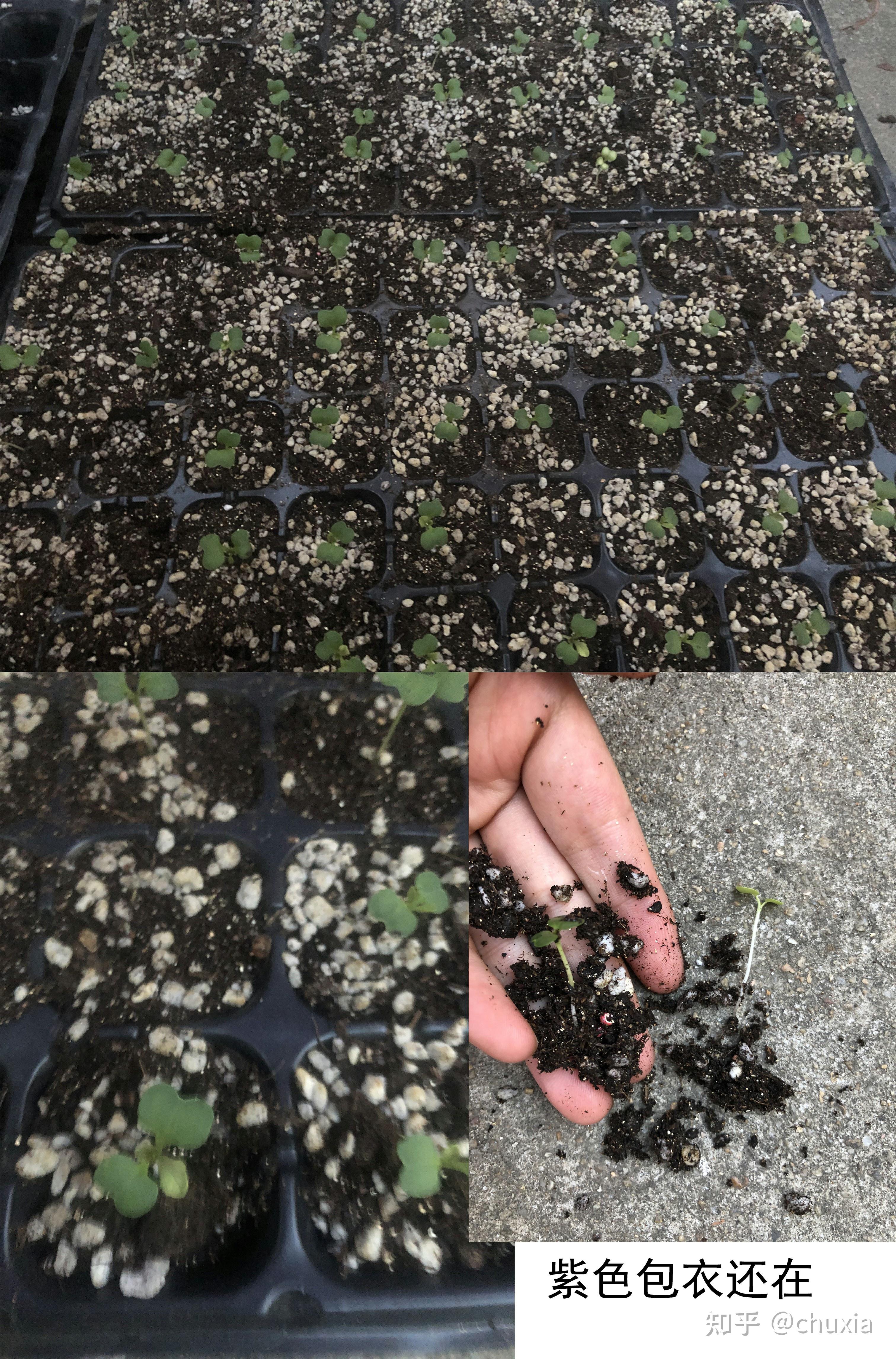 拼多多售假:进口韩国紫色大白菜种植