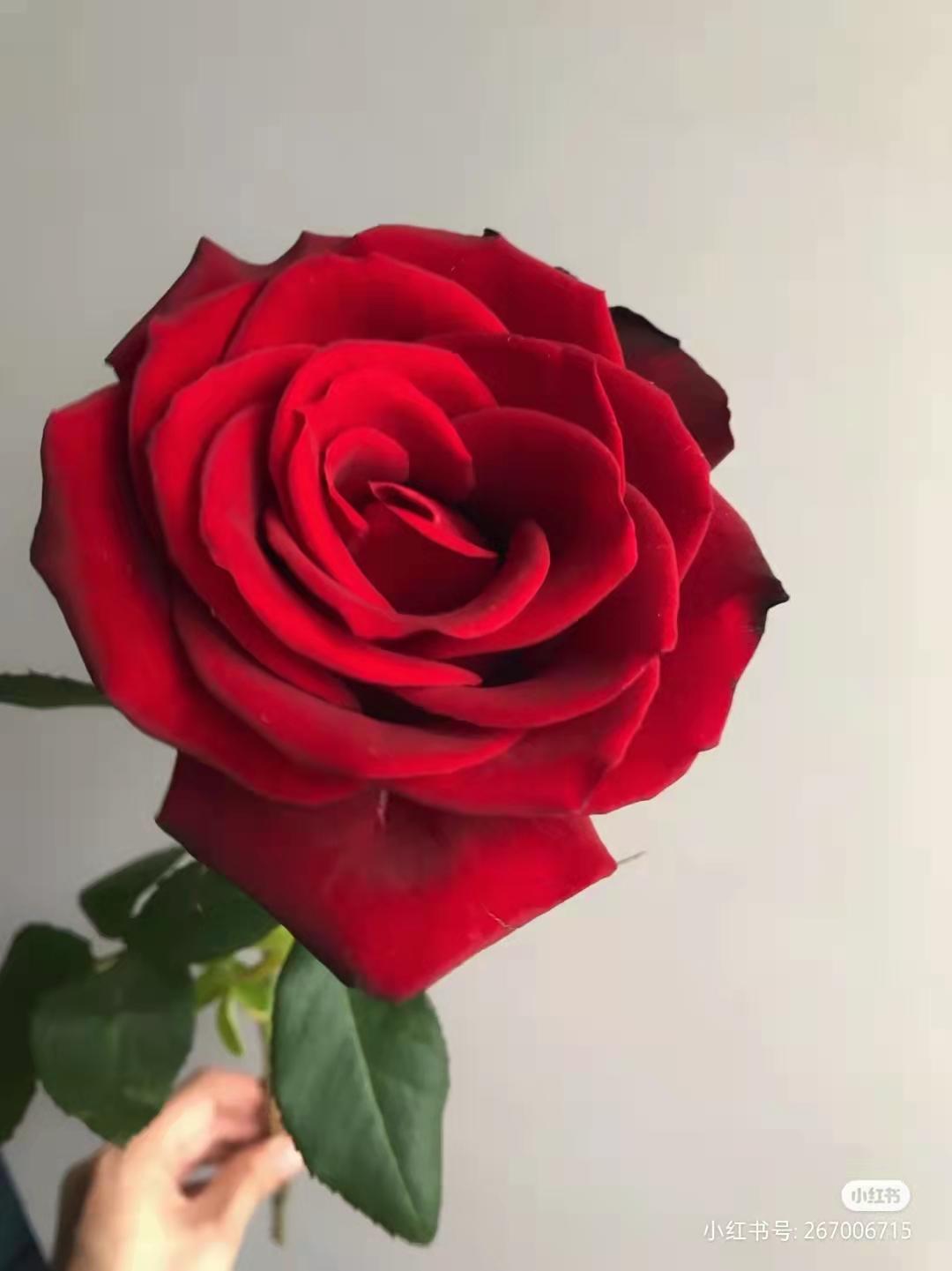 各不相同的红色——十种经典常见的红玫瑰 - 知乎