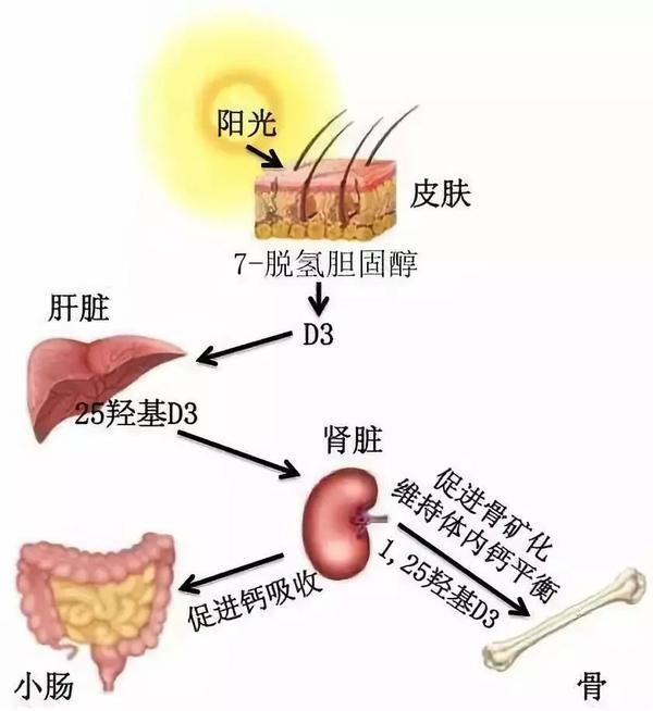 婴儿黄疸日龄对照值_婴儿黄疸数据_婴儿30天黄疸值对照表