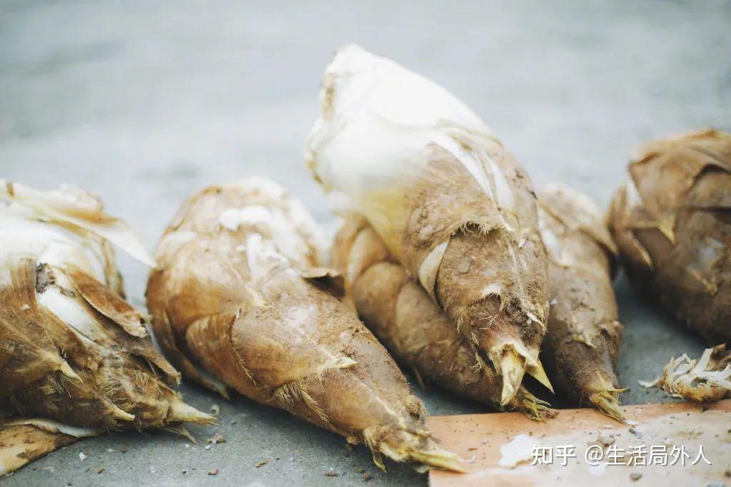 春笋时间到,快来开恰! - 知乎
