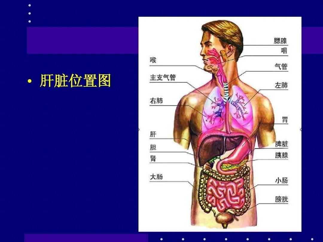 肝胰壶腹位置图片