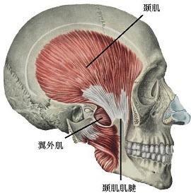 什么是颞下颌关节咀嚼肌功能紊乱?——带你认识全新的咀嚼肌系统 - 知乎