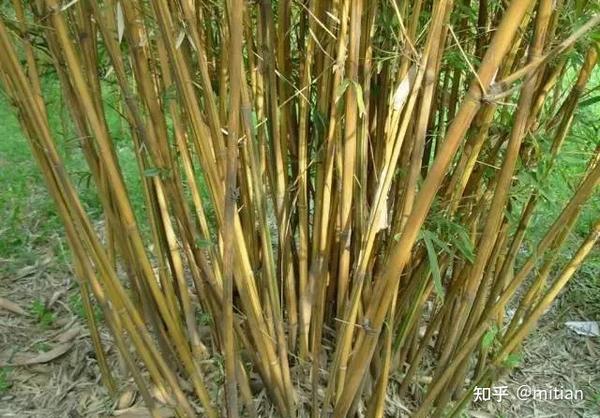 竹类植物识别图鉴(超全),值得珍藏! - 知乎