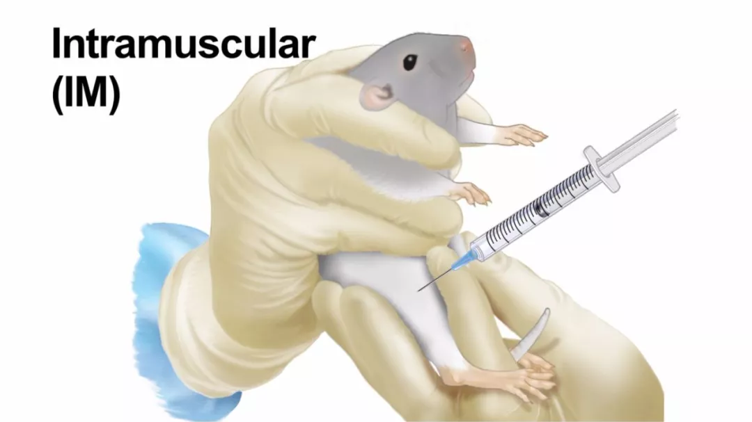 鼠圈悬案续集,get大小鼠给药正确姿势!