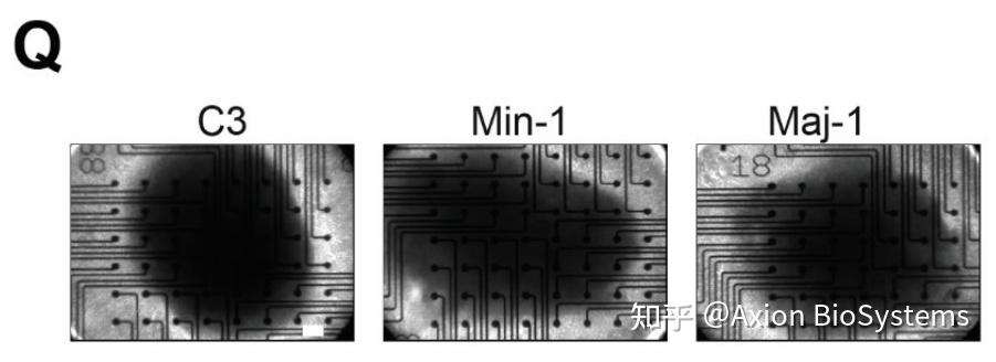 Mea Lab 基于MEA技术的类器官神经发育研究文献集合,收藏起来! - 知乎