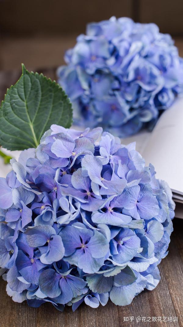 新鲜绣球花如何保养 这几个技巧 轻松养到爆盆 绣球花怎么在花瓶里养 德涵网