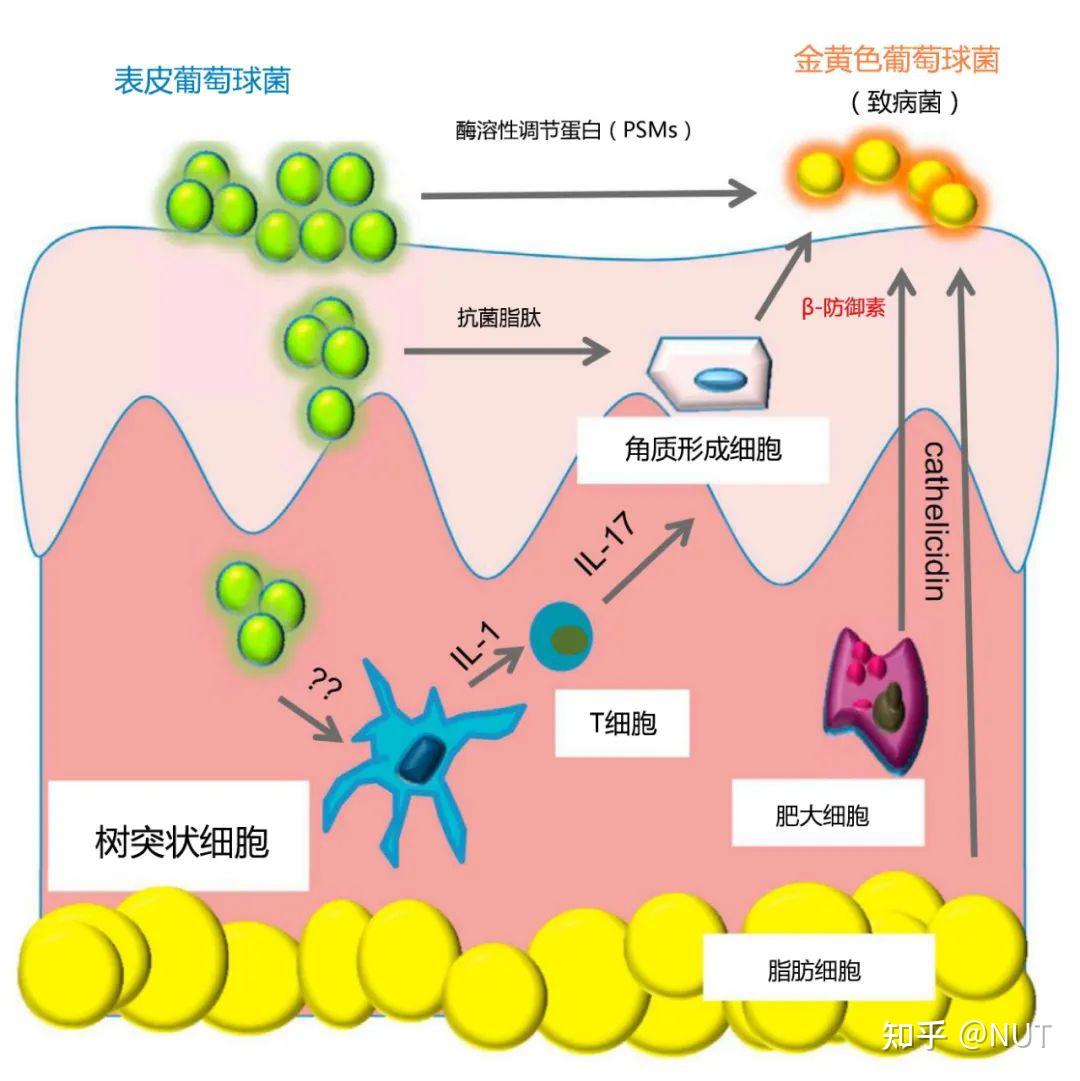 【转载】皮肤微生态 VS 皮肤微生物屏障，如何区分？？ - 知乎